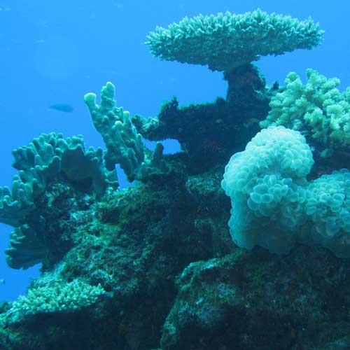 National Fish & Wildlife Foundation’s Coral Fund