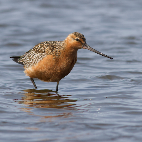 Birdlife Netherlands