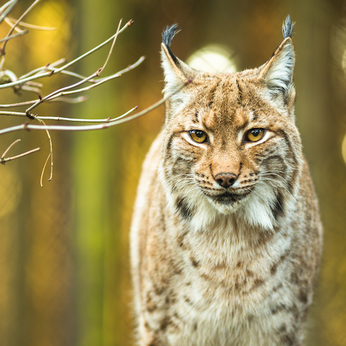 Adapting strategies to recover the Balkan Lynx