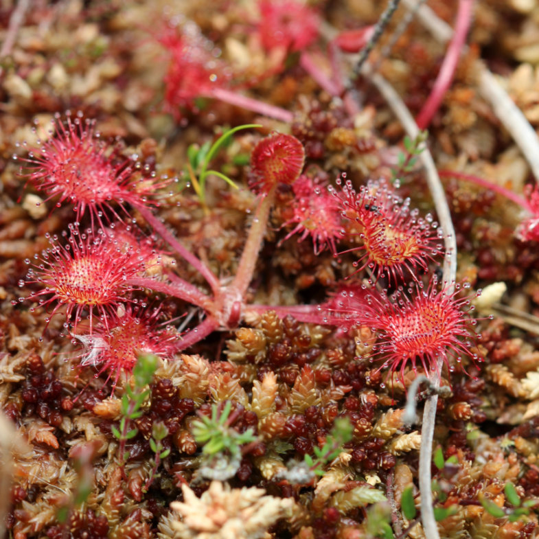 Sundew on peatland. Photo credit: Stiftung Naturschutz Schleswig-Holstein.