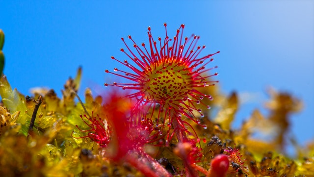 Sundew on peatland