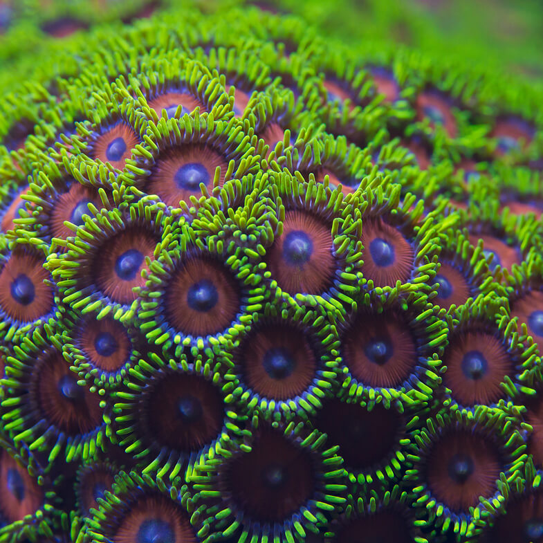 Close-up of zooanthid coral polyps