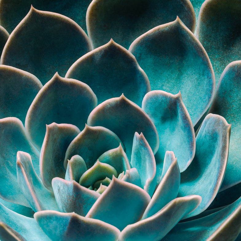 Close-up photo of a succulent