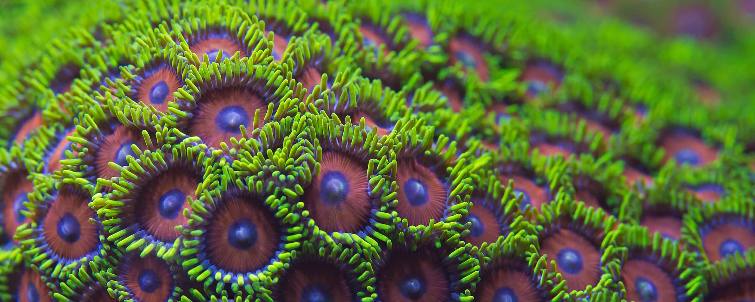 Close-up photo of watermelon zoanthid coral