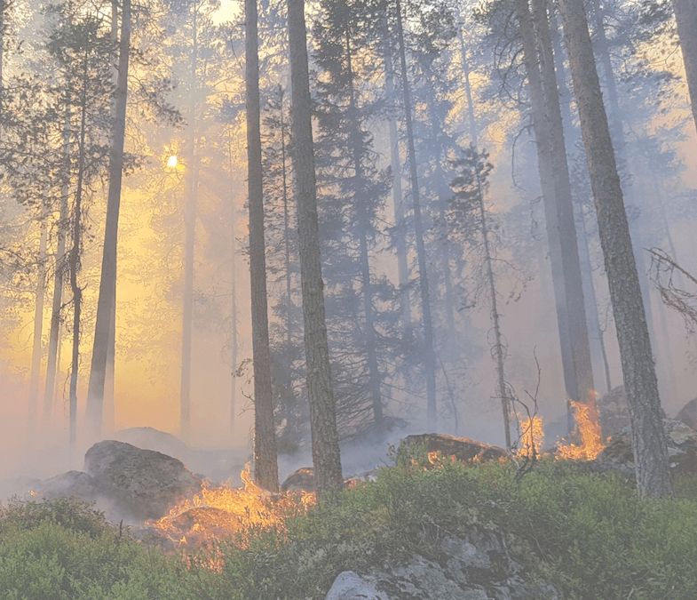 Prescribed burning in the taiga: A collaborative learning approach