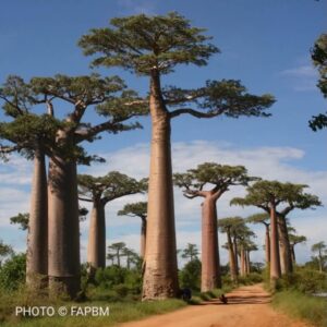 Strengthening the trust funds that sustain protected areas