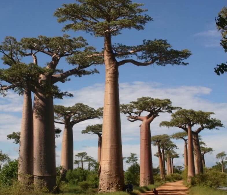 Strengthening the trust funds that sustain protected areas